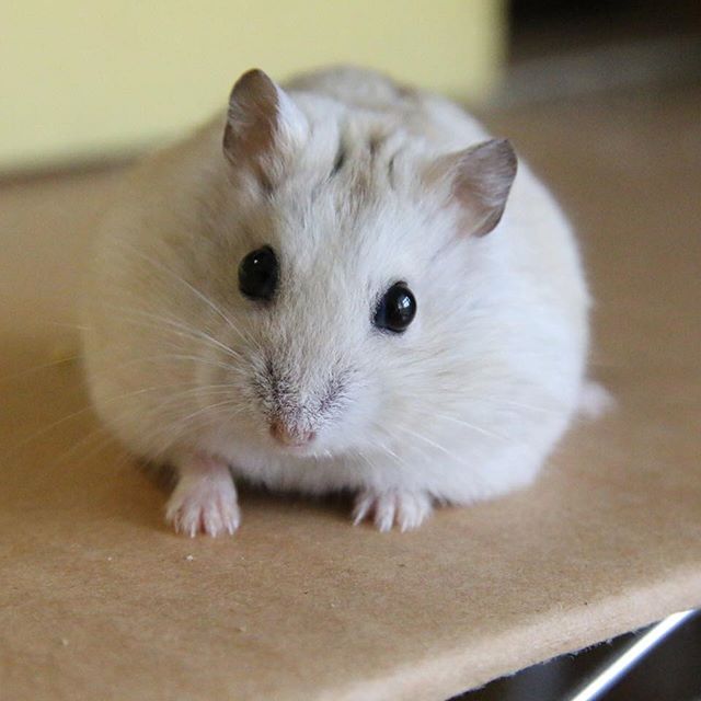 仓鼠钻进洞口不出来,仓鼠钻进洞里面不出来怎么办