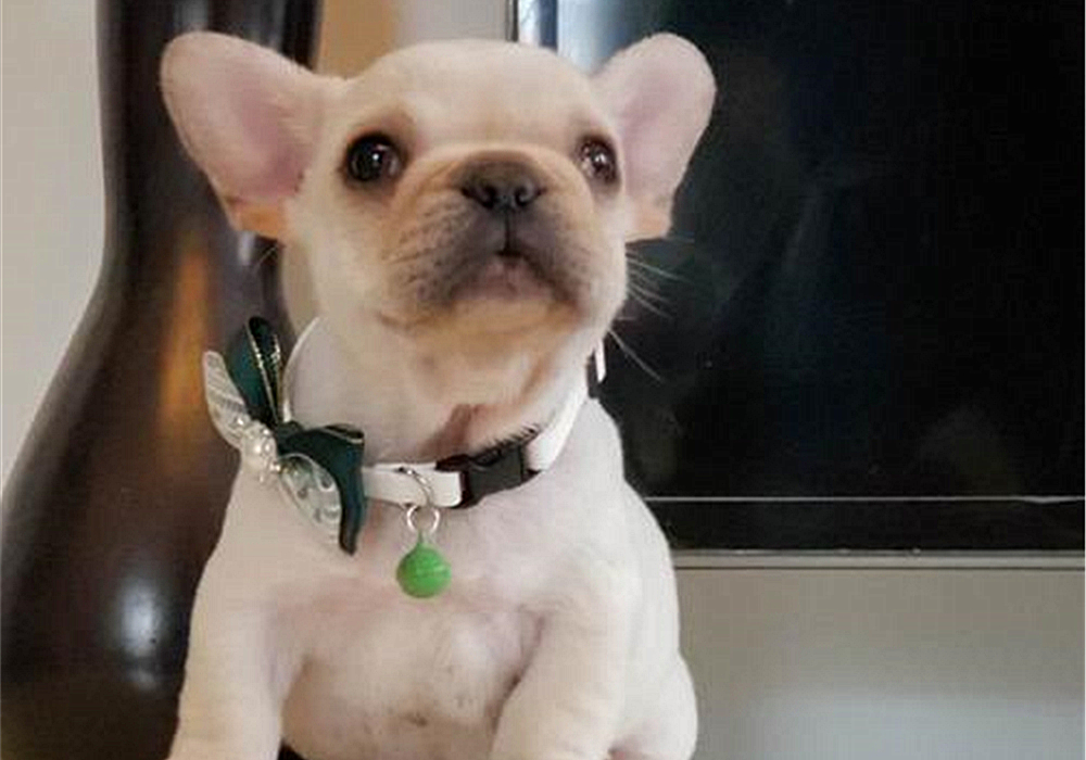 狗狗叛逆期护食,狗狗攻击性最佳矫正方法