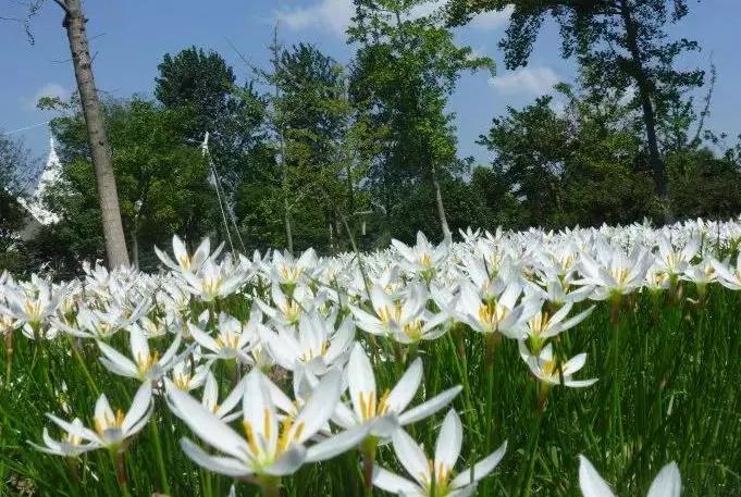 好看又好打理的庭院植物,适合小花园的景观植物