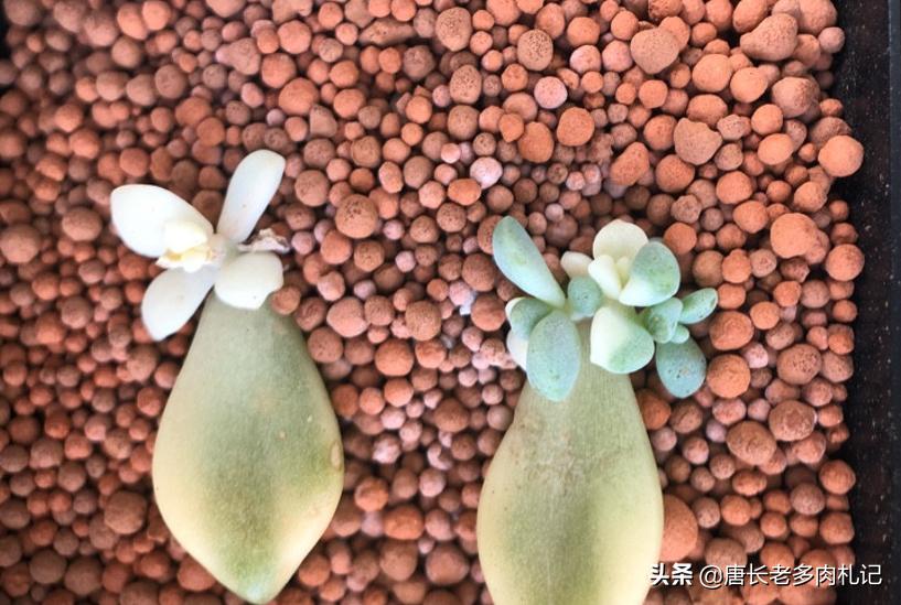 多肉美杏锦能叶插吗,多肉美杏锦叶插会活吗