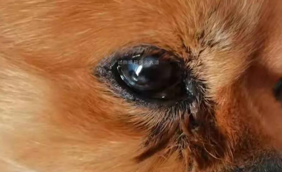 狗狗角膜溃疡眼睛开始长了红血丝,狗狗角膜水肿角膜溃疡怎么治
