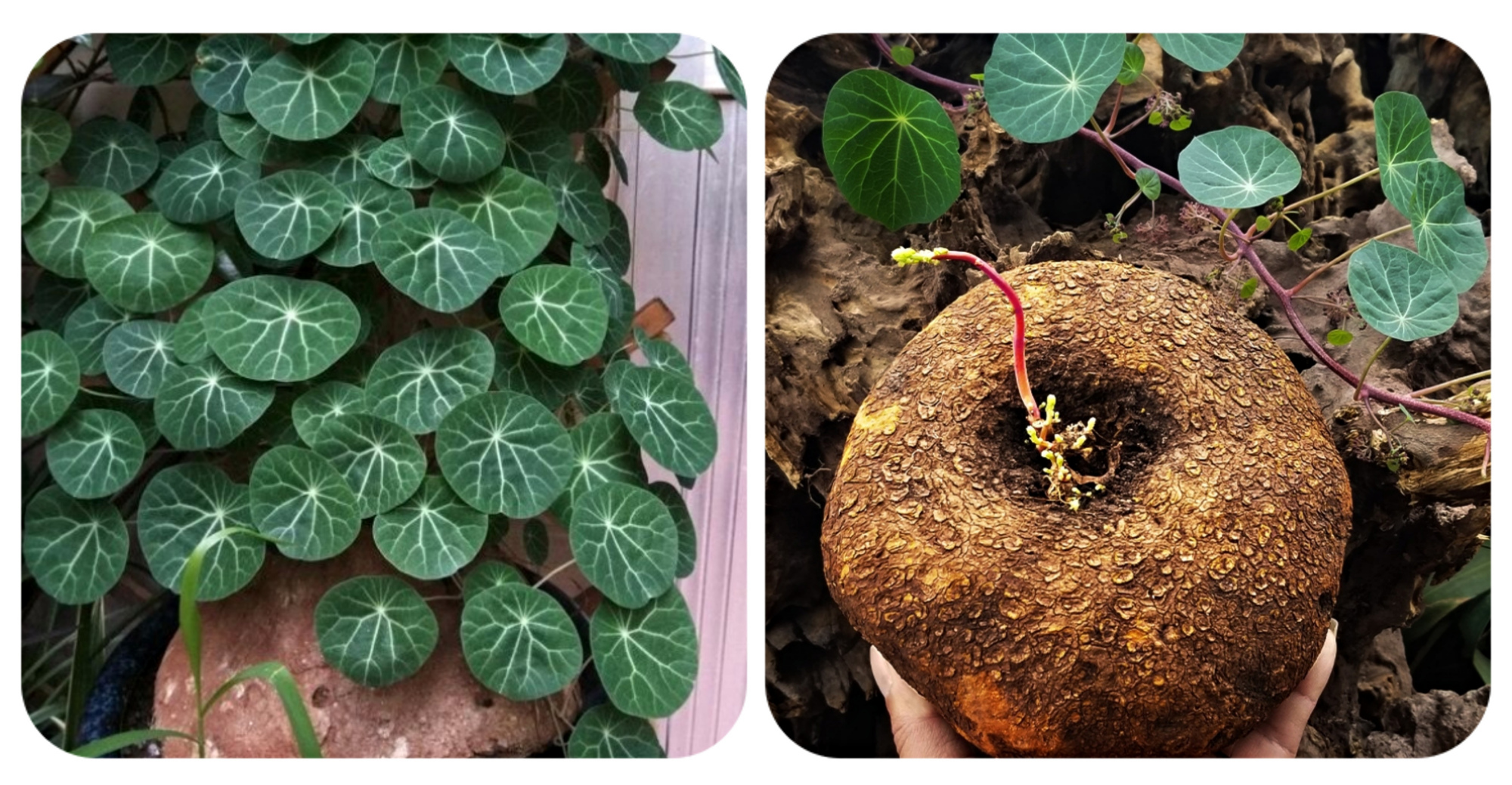 人养花一时养人一生,人养花同时花也养人