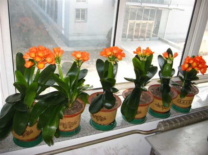 室内好养又好看大气的要买什么花,室内净化空气的花最好养哪几种