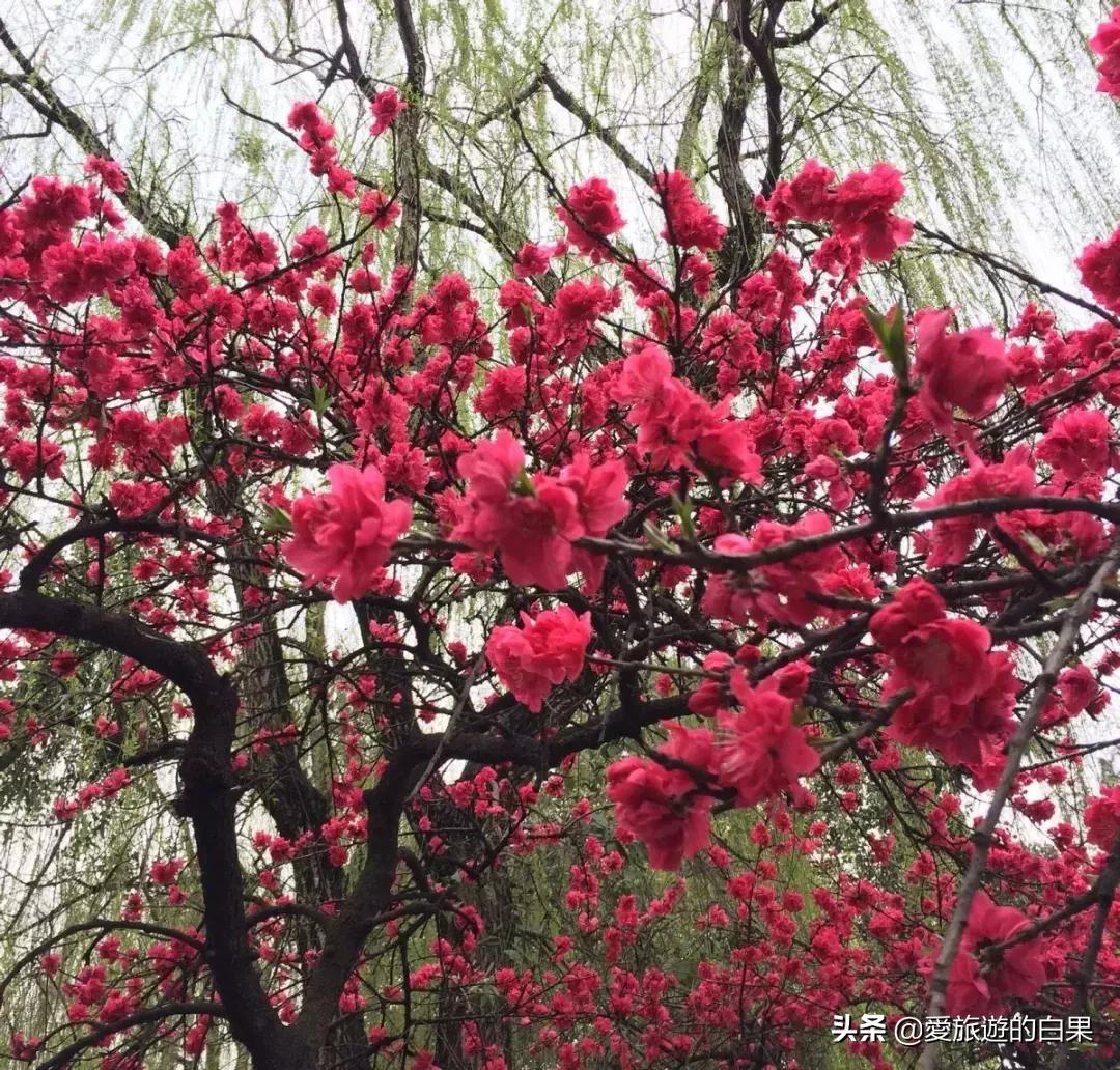 腊梅花开放视频,成都看腊梅的地方
