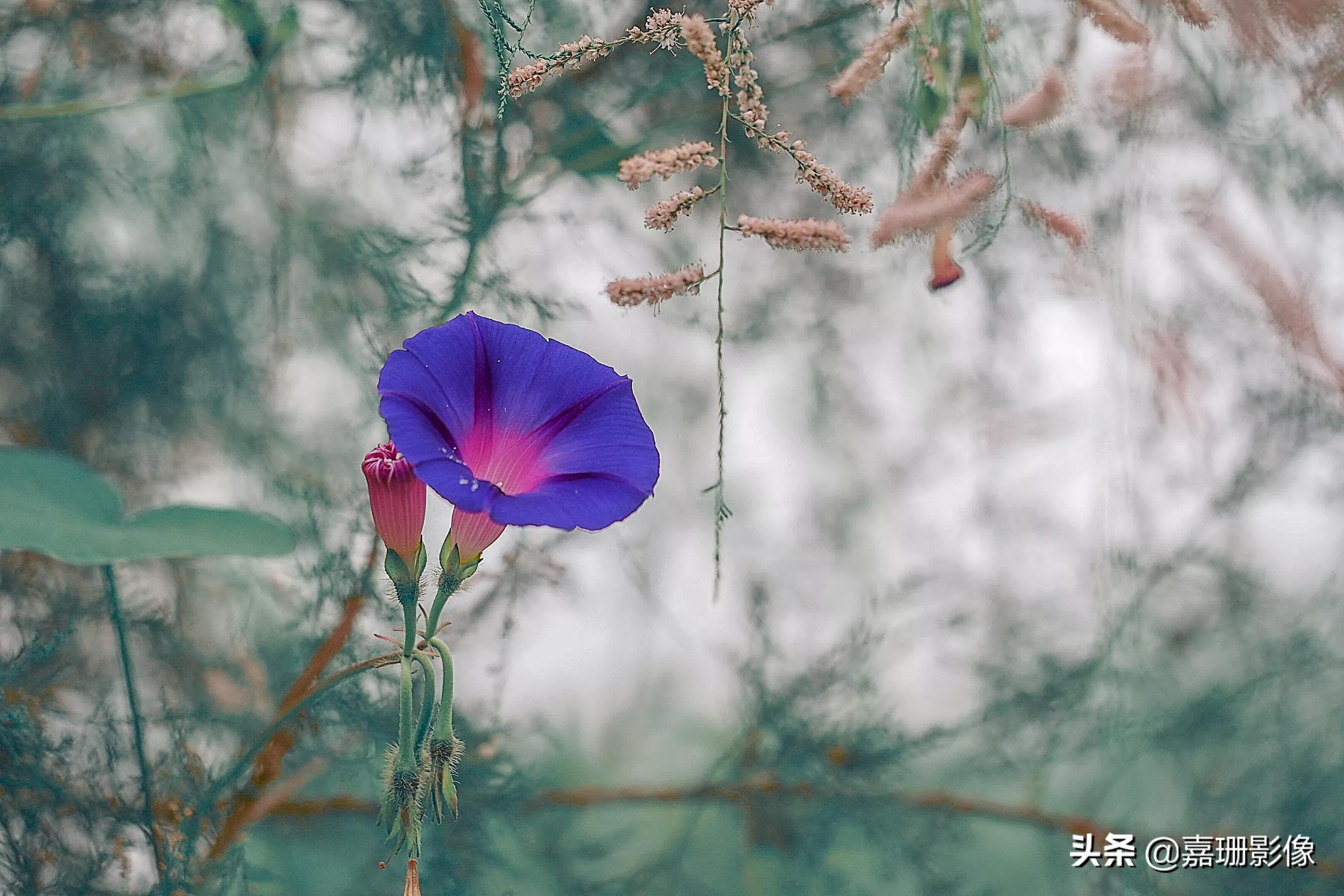 看看花容，听听花语2020年我镜头里的百种花卉