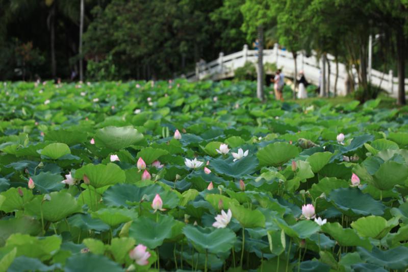 遇见深圳洪湖公园赏荷花,深圳洪湖公园赏荷花视频