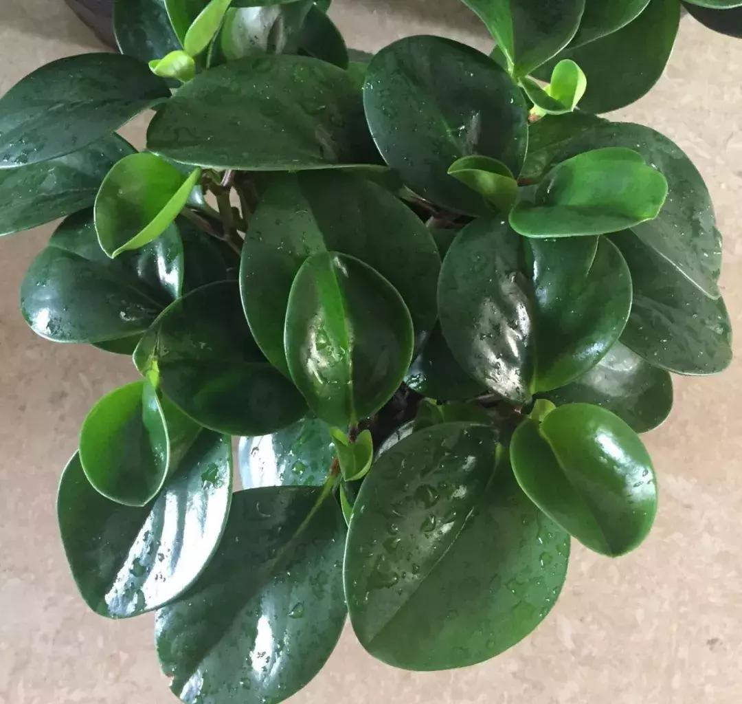 豆瓣绿怎么养叶子才油绿,豆瓣绿和碧绿