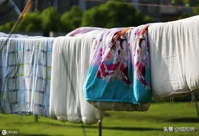 螨虫的小红疙瘩如何消退,家里有螨虫过敏者