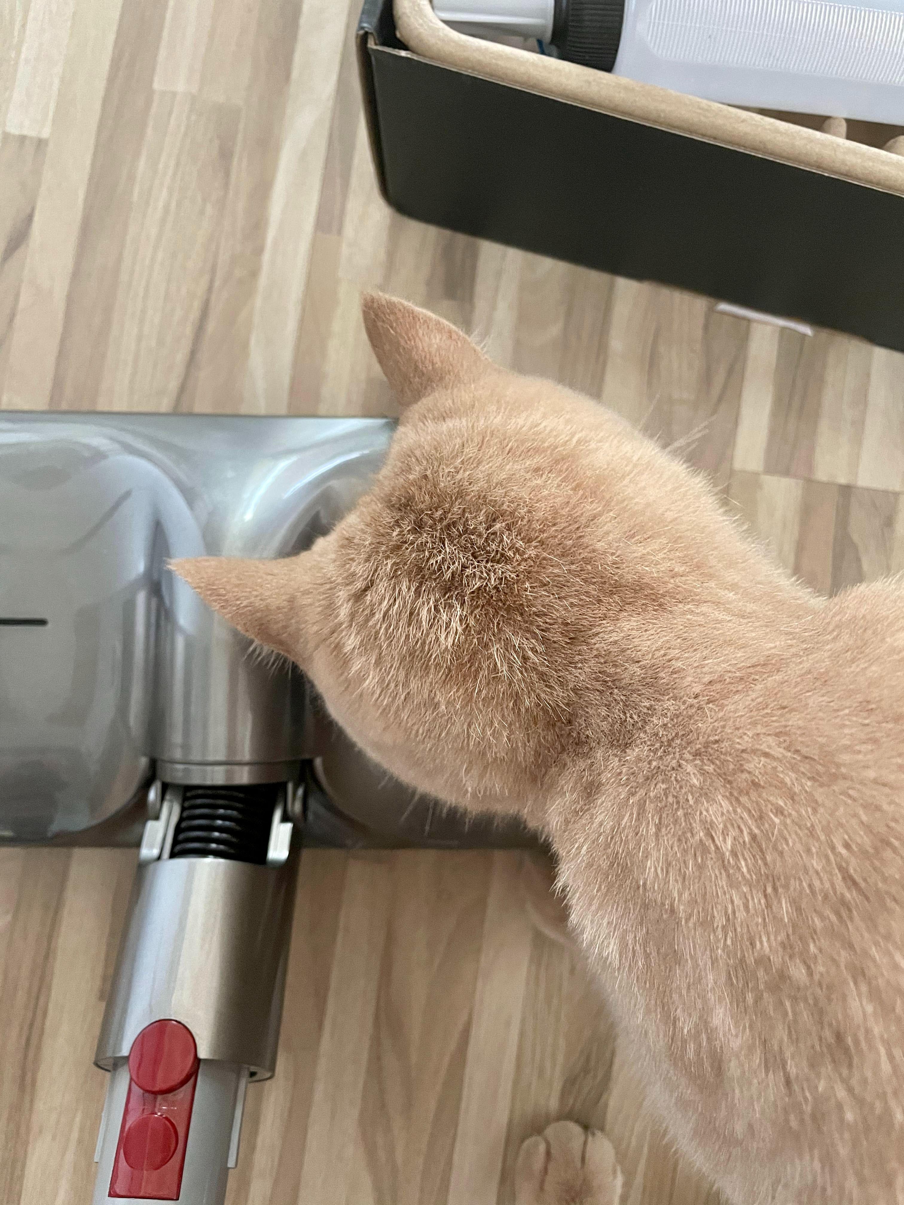 戴森v8拖地配件,戴森v8日常使用经验