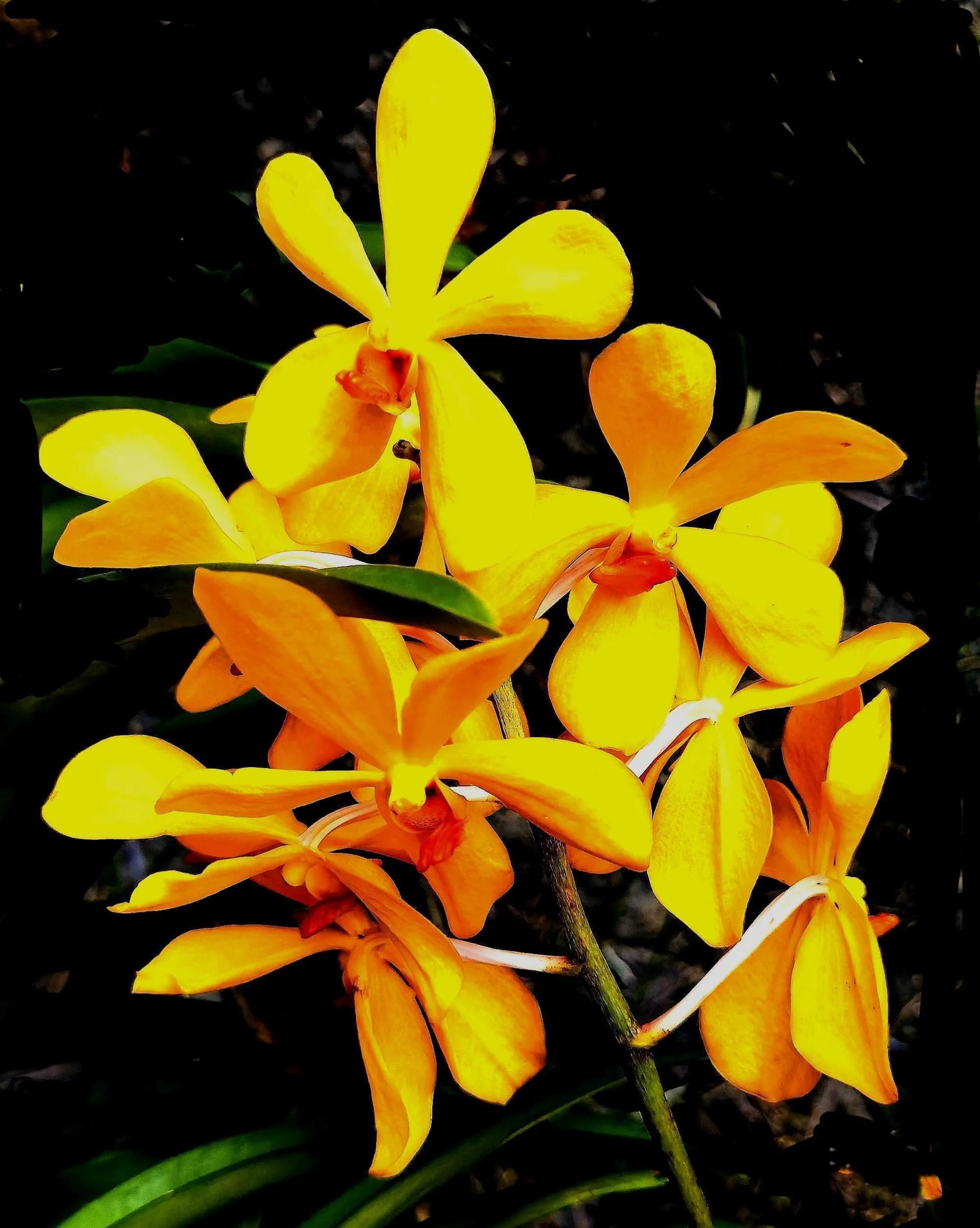 兰花高洁的古诗,高洁典雅的兰花壁纸