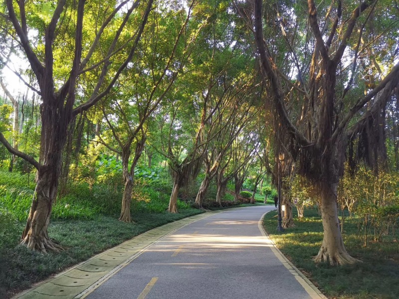 创新走廊大湾区,深圳大沙河走廊改造