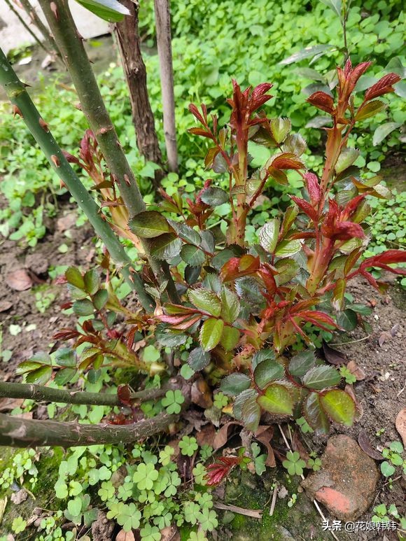 如何判断是月季芽和蔷薇笋,蔷薇笋和月季笋的区别