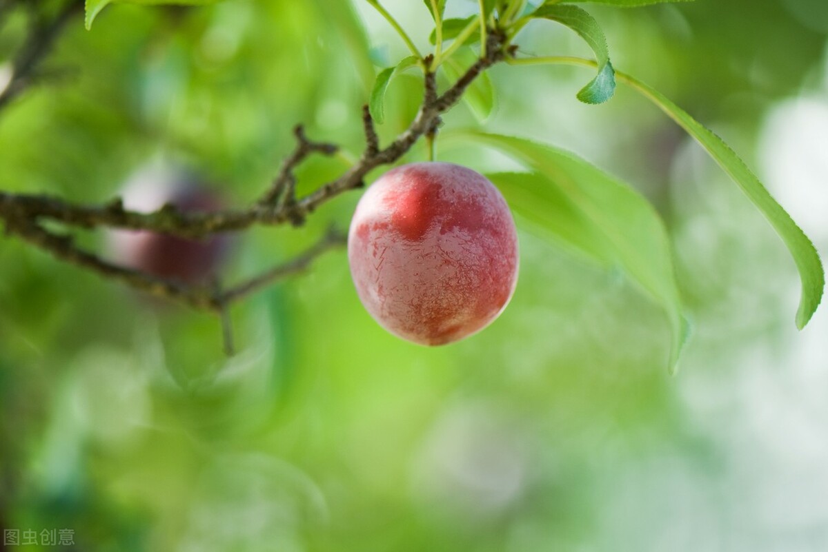 戴复古《初夏游张园》：我的家乡最富饶
