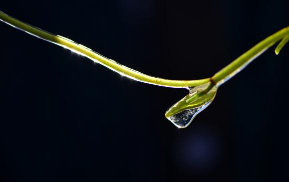 山野莼菜,浙江野生莼菜有哪些特点