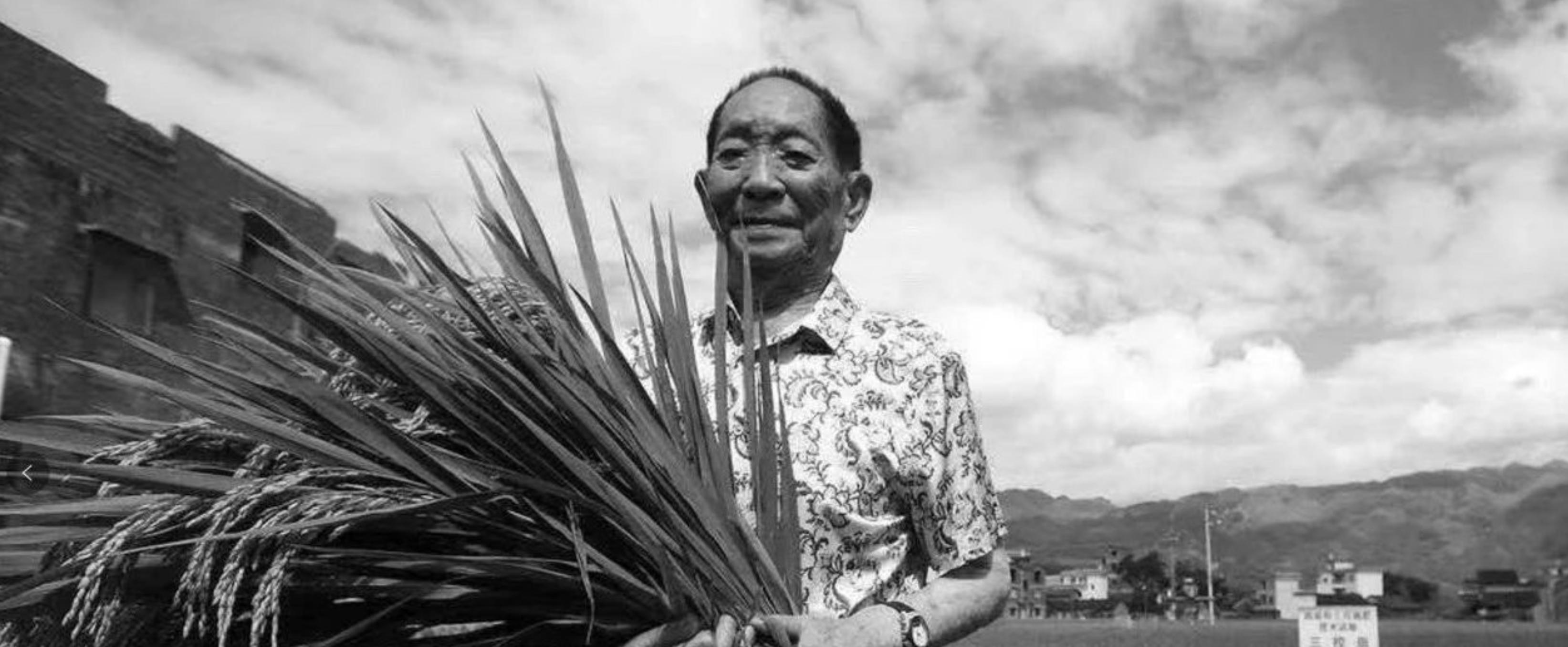 袁隆平写给妈妈的一封信稻子熟了,袁隆平给妈妈的一封信稻子熟了