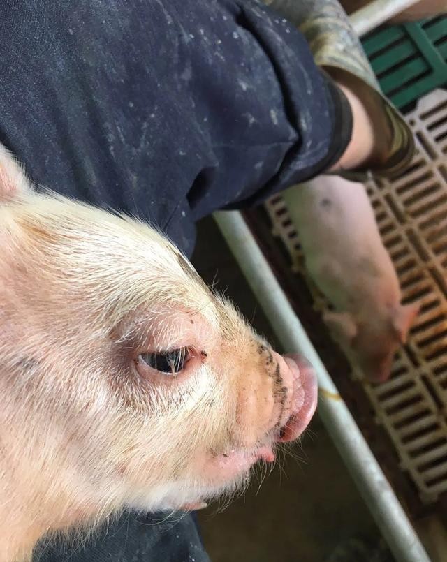 母猪蓝耳病打什么针,猪蓝耳病疫苗哪个最好