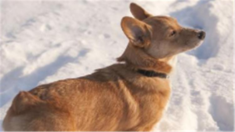 柯基犬智商排在第几名最新,柯基犬智商排第几