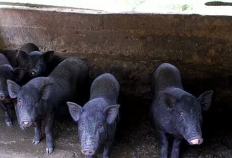 养殖业三年无息创业贷,养殖业无息贷款怎么申请