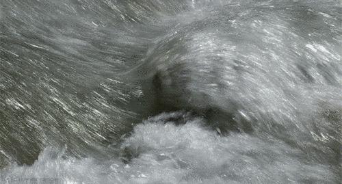 猫是一种液体吗看完长知识了,猫是液体猫咪吗