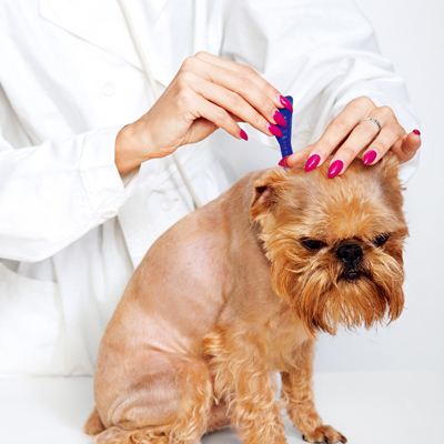 养狗家中常备杀虫药,养狗家庭常备药品你备齐了吗