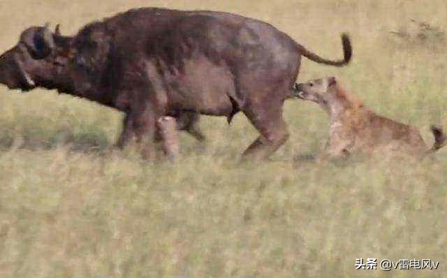 男性生殖器外挂，不哺乳却有乳头，造物主给我们奇葩身体开玩笑