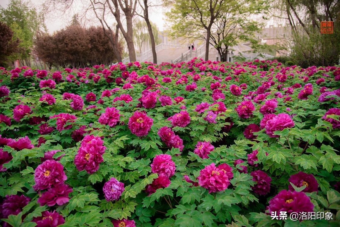 国花雍容华贵牡丹花,雍容华贵富贵牡丹