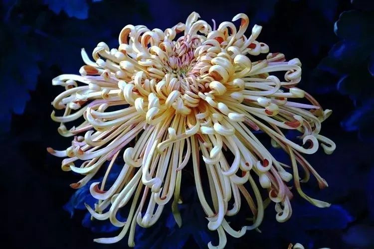 花中四君子菊花国画用笔,花中四君子菊花高清图片