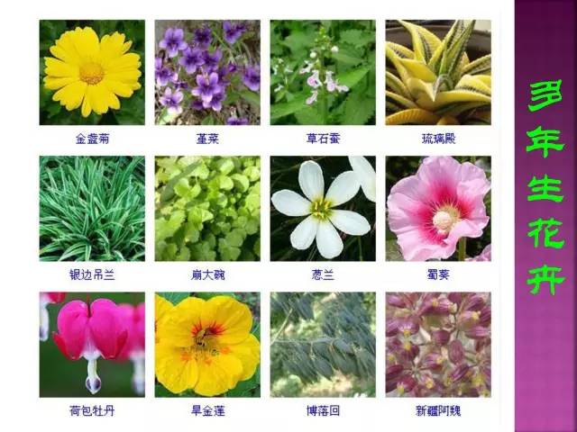 花卉大全500种观叶植物名称,1332种常见花卉植物图谱