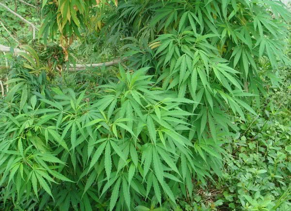 巴马特别且长寿的美食,巴马四大美食排行榜