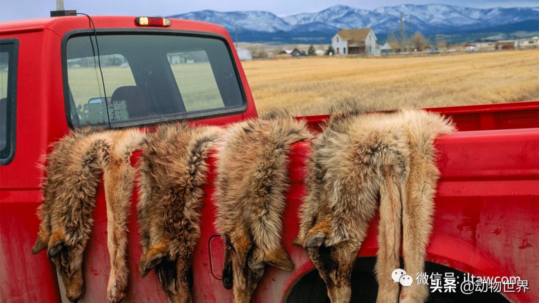 出游在外小心不要被动物吃掉哦