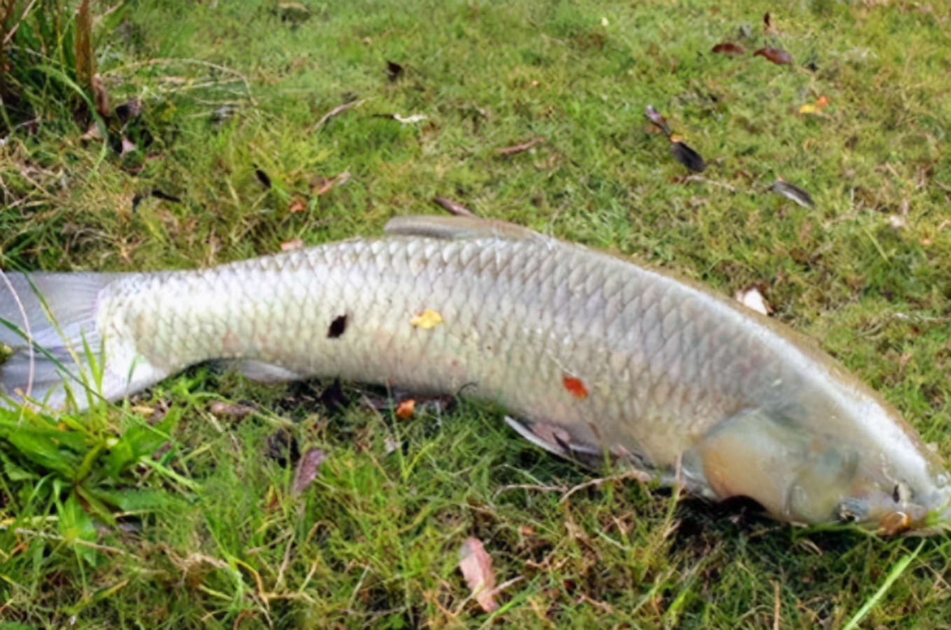 草鱼秋季挂饵,草鱼天冷用什么鱼饵