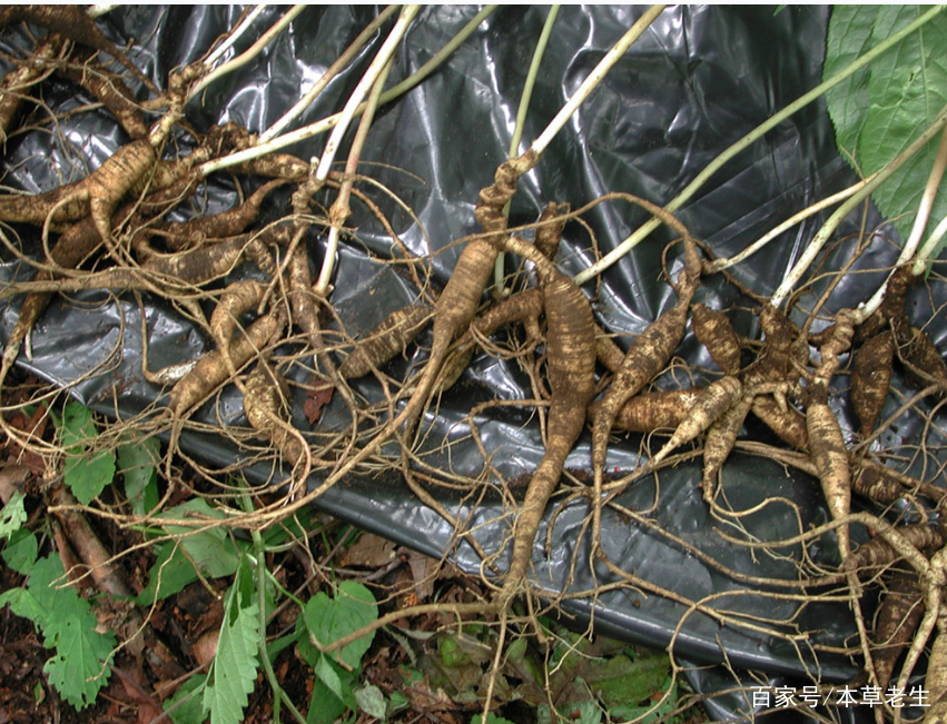 国外挖西洋参,美国挖西洋参许可证