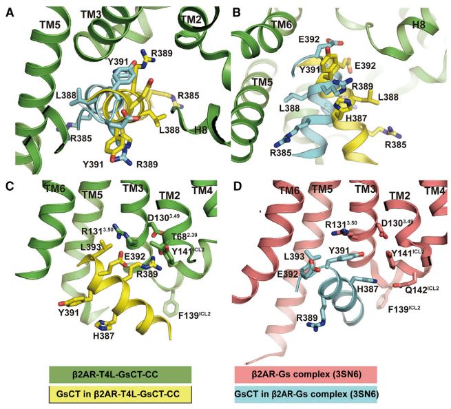 中国冷冻电镜技术进展,冷冻电镜最新研究