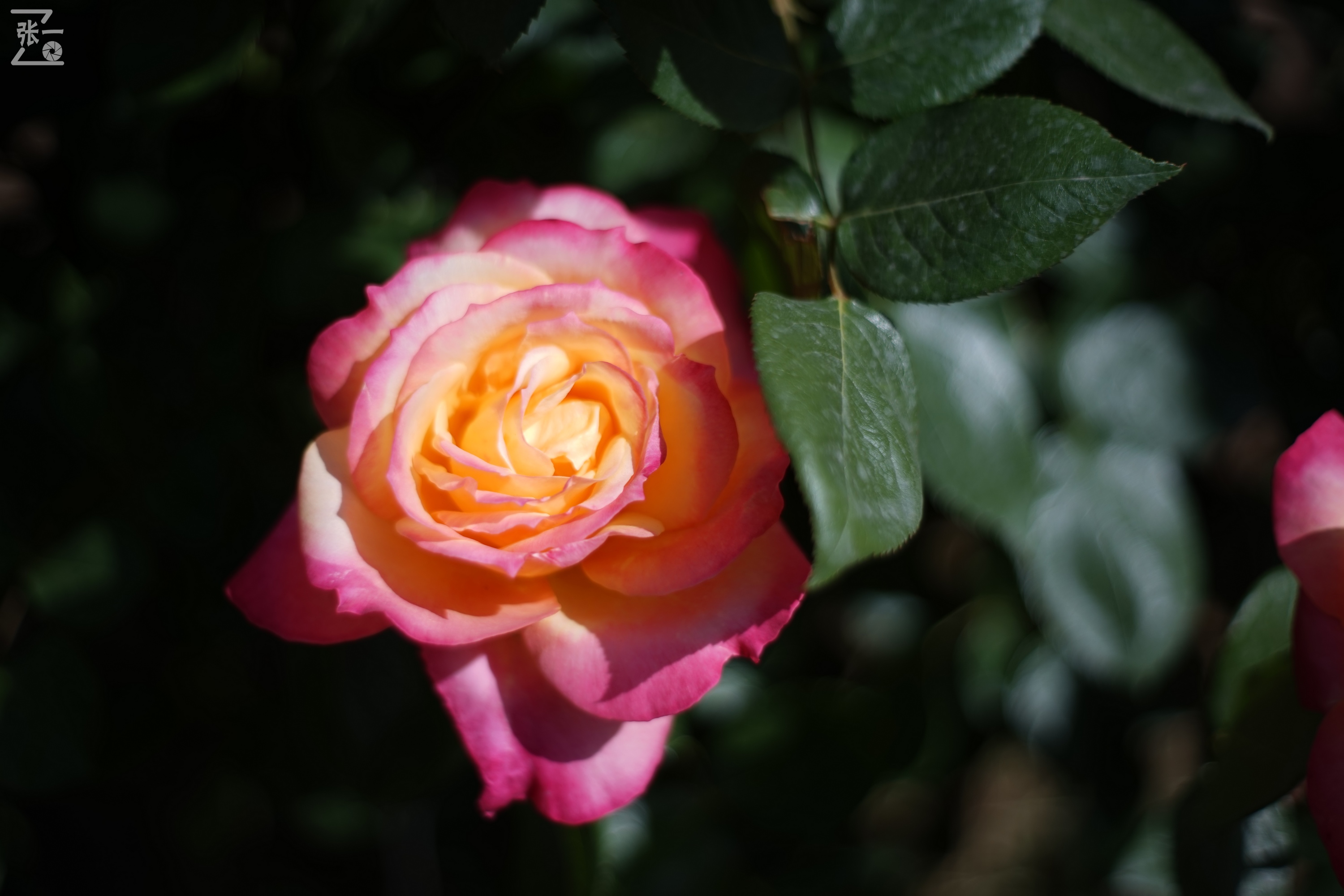 凤凰国产50mm镜头,凤凰索尼e口镜头