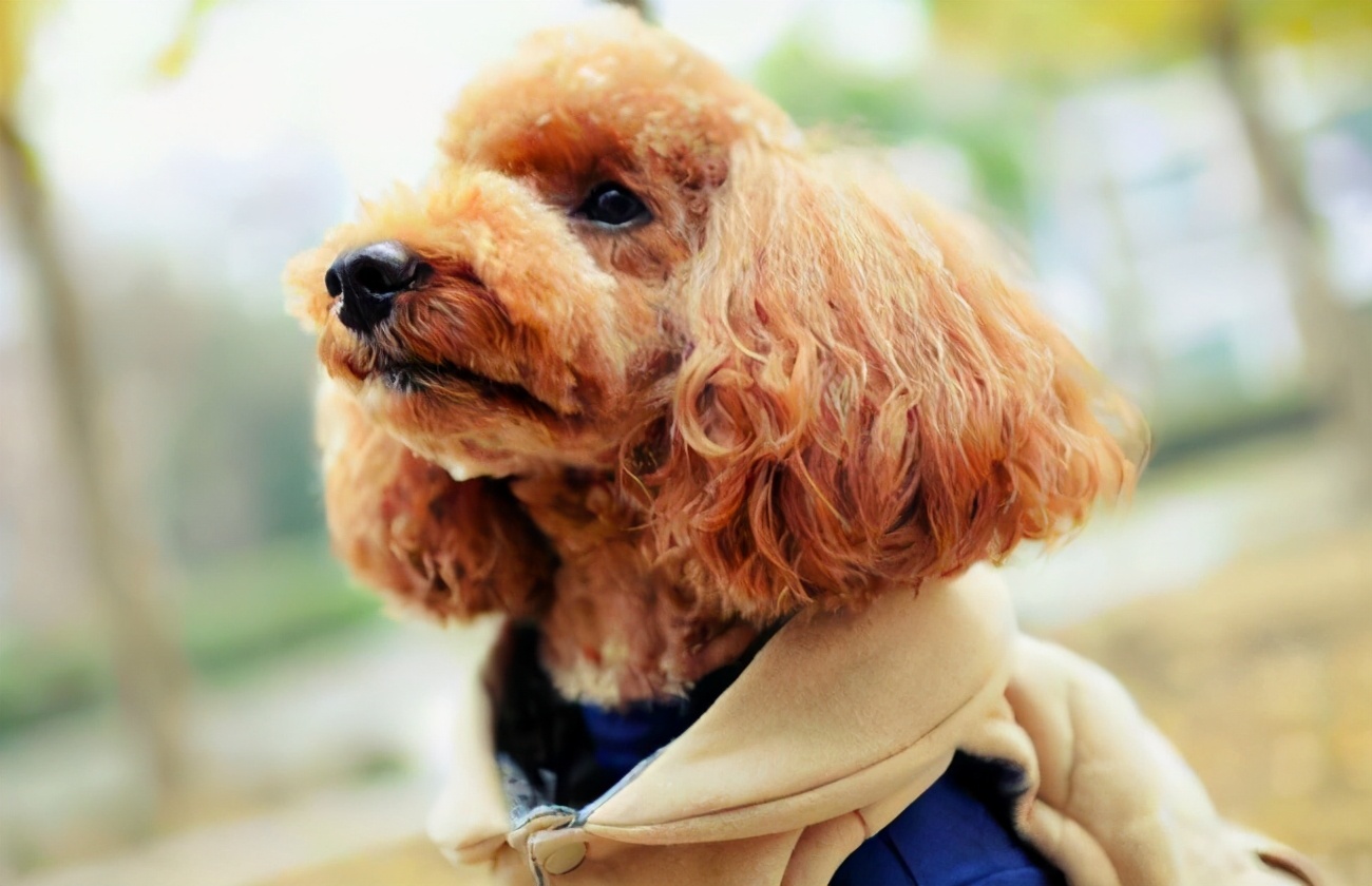 为什么泰迪弃养率越来越高,泰迪为什么弃养率这么高