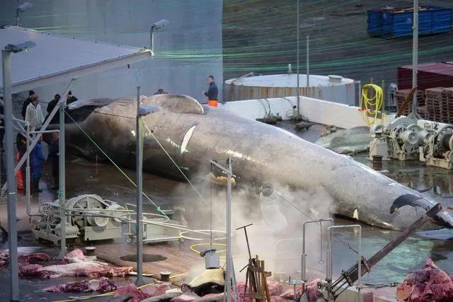 为什么要捕杀鲸鱼?日本人:不是为了吃,这是传统文化