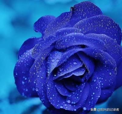 520简短浪漫花语是什么,520朵玫瑰的浪漫花语