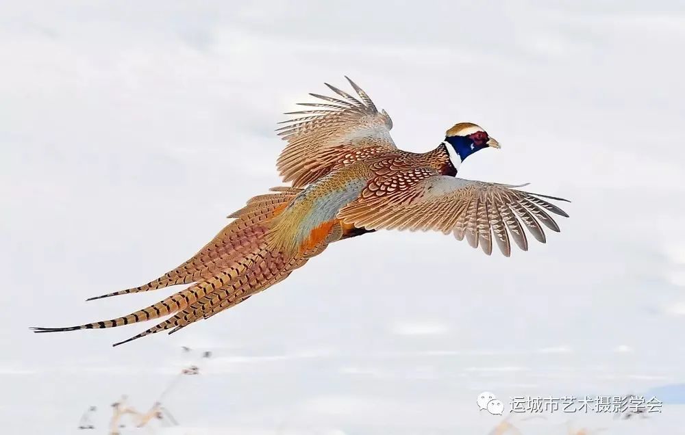 你们听说过死海吗,你听说过海洋中的强大生物吗