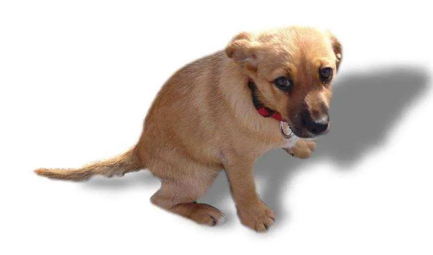 狗狗一兴奋就漏尿这是病吗,狗狗一兴奋就尿尿怎么回事