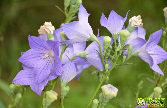 冬季适合种植什么中药材,北方适合种植好管理的药材有哪些