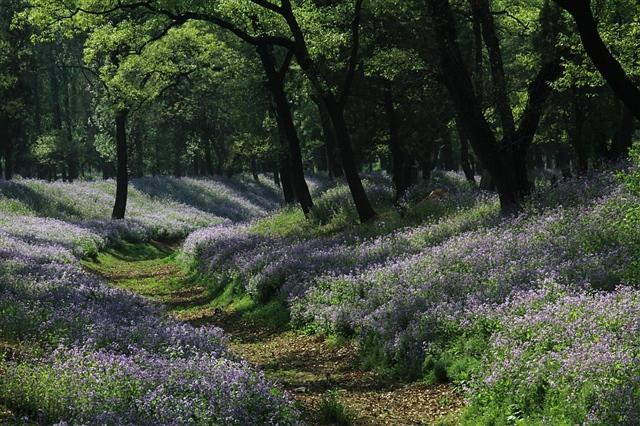 孔林是最大的氏族墓地吗,孔林各个时代的墓葬