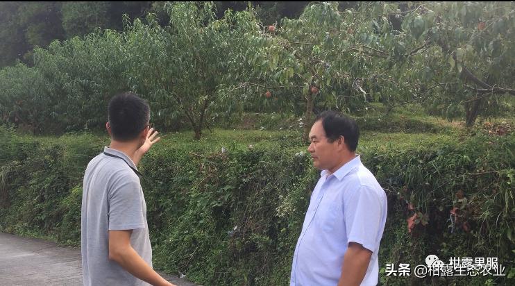 桃树新品种2023年桃子价格,突围桃子价格最新行情