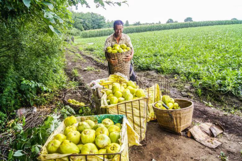 吉林市：一个贫困村的脱贫与“国家级贫困县”靖宇的“摘帽”