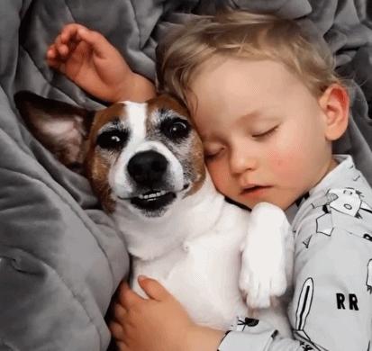 祝狗狗幸福的句子,狗狗的不同睡姿代表什么