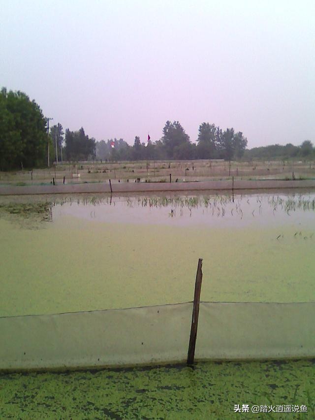 PH值异常对鱼有何影响？养殖水体PH值异常可这样来做？您知道吗？