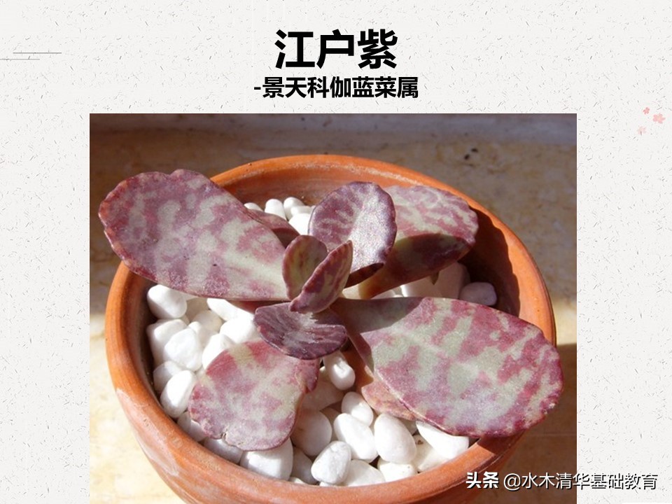 梦幻女王多肉植物百科图谱,原产地多肉植物图谱pdf