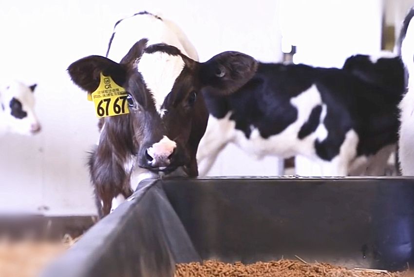 张廷青蒋丽丽：对哺乳犊牛应用抗菌素是否靠谱？