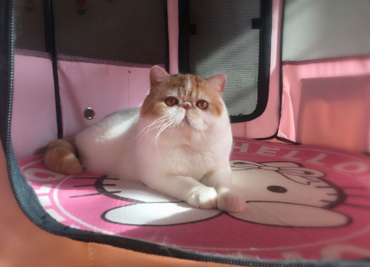 最适合异短加菲猫吃的食物，猫咪零食冻干推荐