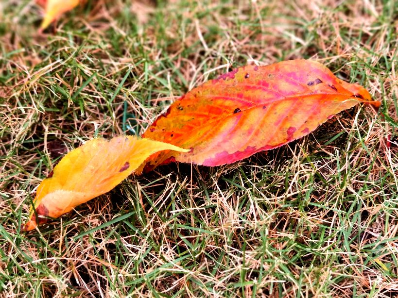 秋天的回忆完整版,秋天的回忆歌曲