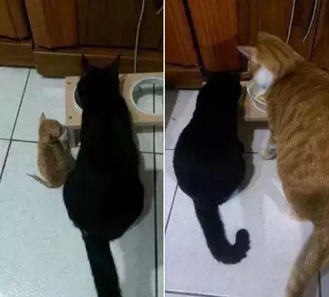 橘猫的7大优点养过的人都说好,自从养了猫才知道什么是爱